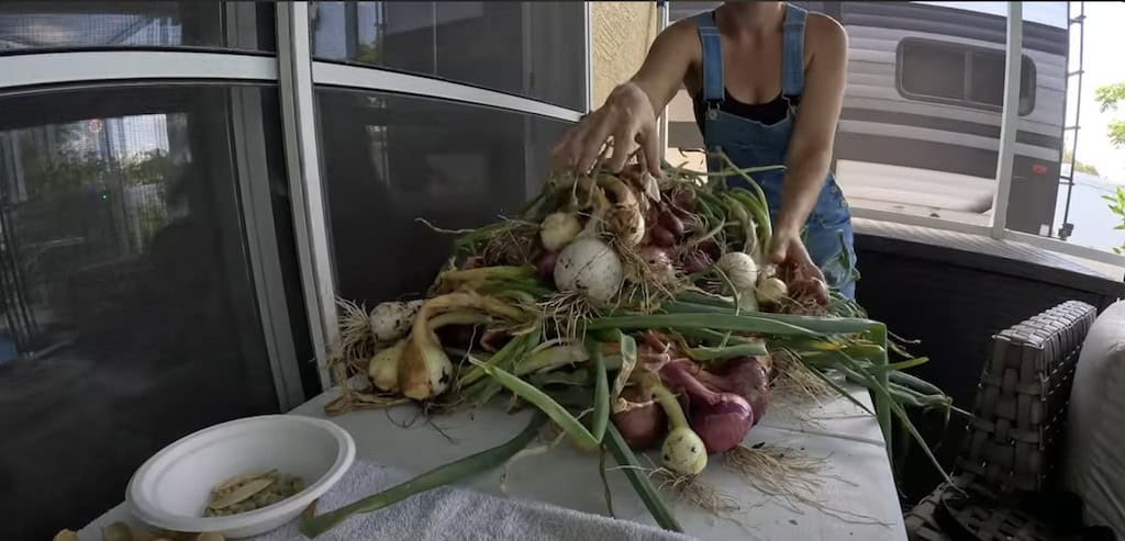 Onion Harvest